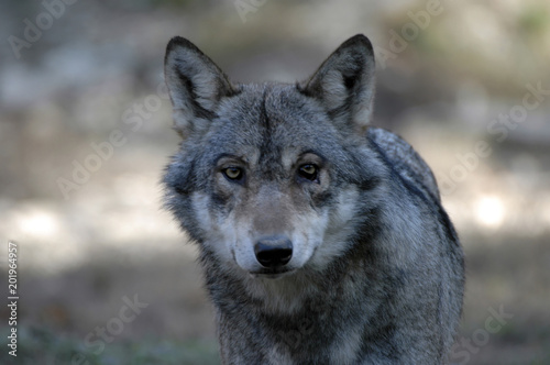 Wolf  Canis lupus   Tierportrait  captive  Deutschland  Europa