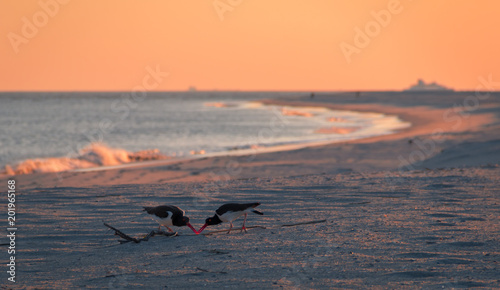 American Oystercatcher (Haematopus palliatus) couple forage on the beach at sunset in Cape May, NJ