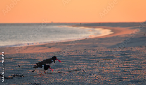 American Oystercatcher (Haematopus palliatus) couple forage on the beach at sunset in Cape May, NJ