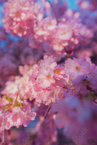 Wallpaper Mural Cherry Blossom Detail Torontodigital.ca