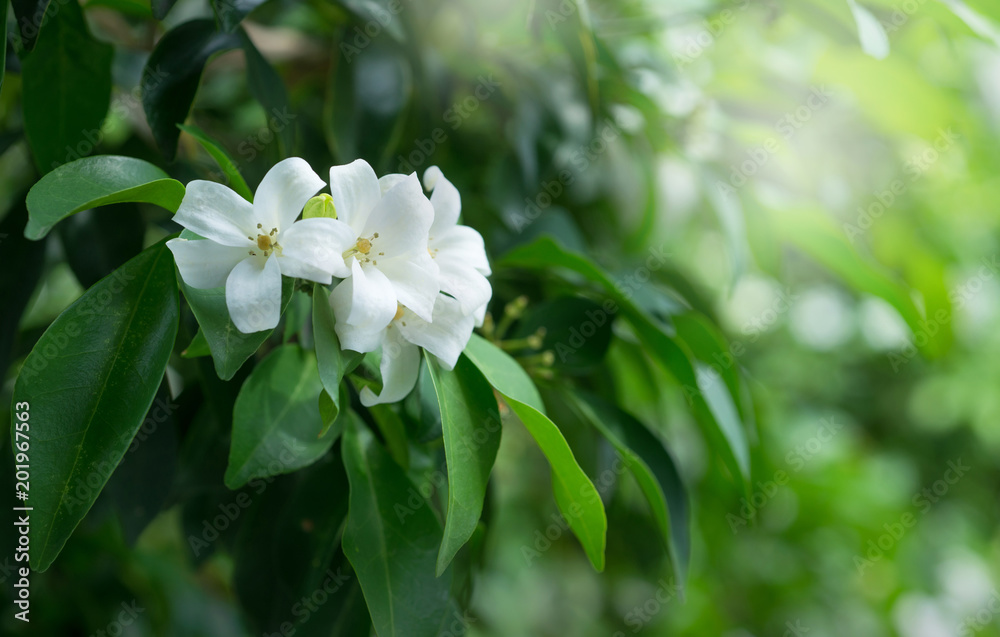 White flower, Orange Jessamine or China Box Tree, Andaman Satinwood on brunch with bokeh green background White flower, Orange Jessamine or China Box Tree, Andaman Satinwood on brunch with bokeh green background