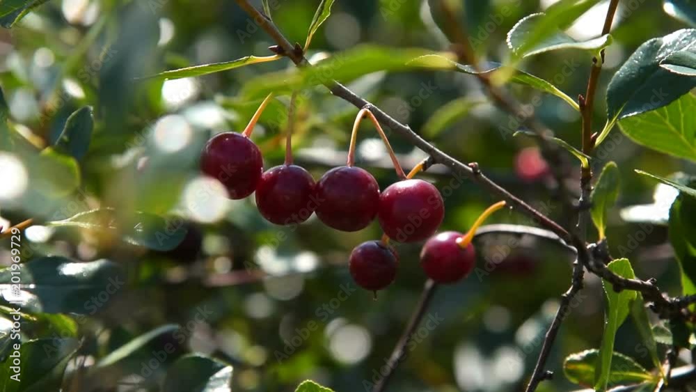 Close-up shot of cherry tree branch wirg ripe berries waving in the wind, view on sunny summer day. Agriculture and cultivation Close-up shot of cherry tree branch wirg ripe berries waving in the wind, view on sunny summer day. Agriculture and cultivation