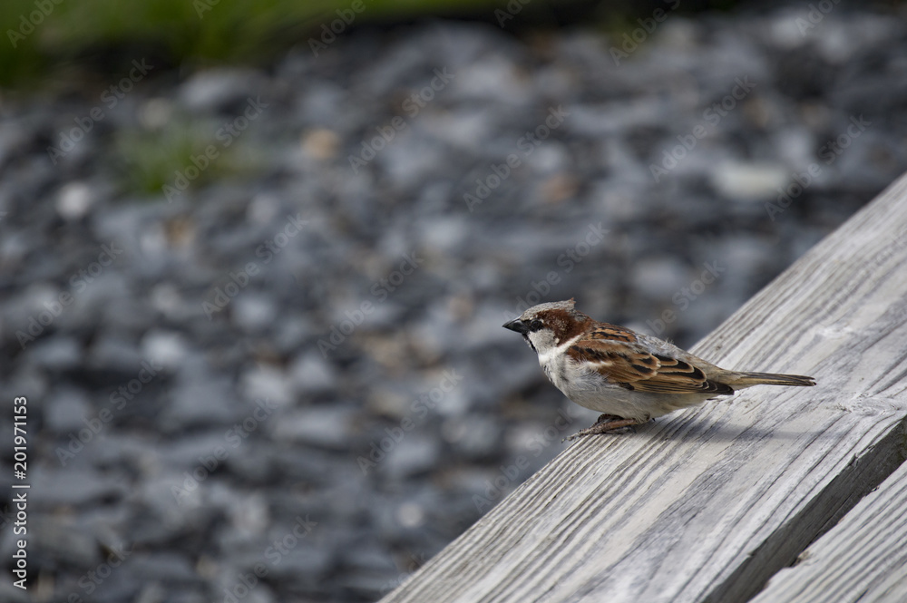 Iowa Rest Area Sparrow waiting for a handout. Iowa Rest Area Sparrow waiting for a handout.