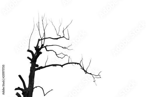 silhouette of tree branch and leaf isolated on white background