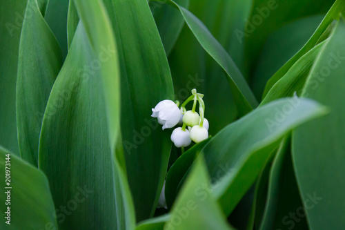 純白の美しいスズランの花