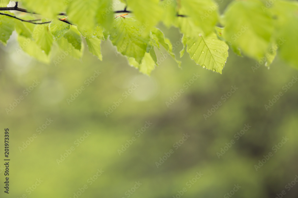 Spring green young leaves with shallow depth of field and a copy space. Spring green young leaves with shallow depth of field and a copy space.