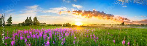 panorama rural landscape with sunrise  and  blossoming meadow