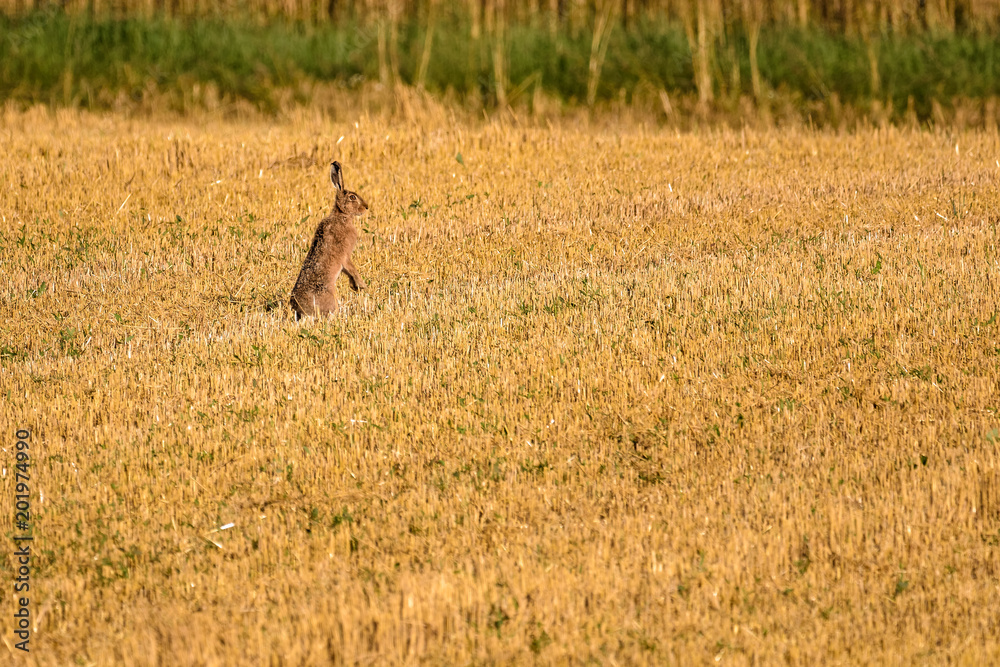 European brown hare standing in a field European brown hare standing in a field