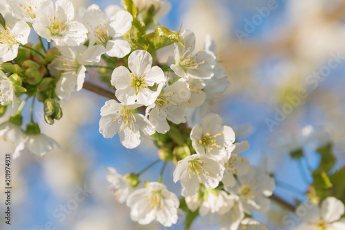 Blossoming cherry close-up blooming flowers on a concert, blurred background fragrant white flowers - Arriving jars