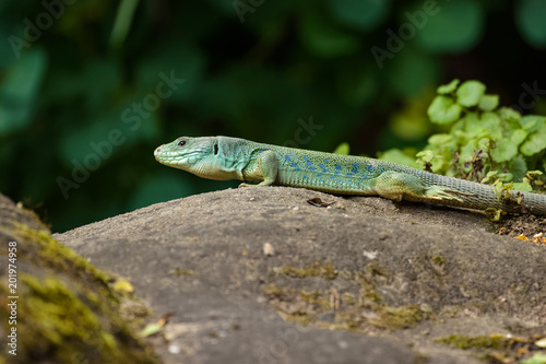 Ocellated lizard sitting on a rock sunbathing