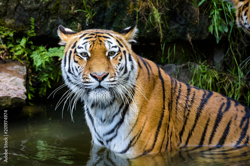 Siberian tiger in a lake