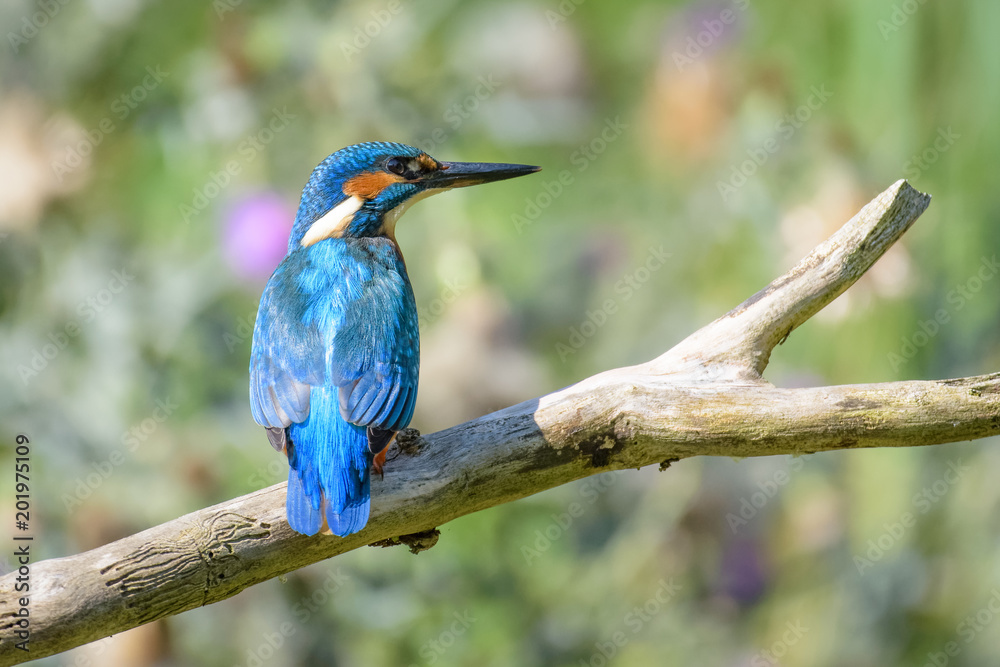 Obraz premium Kingfisher sitting on a branch