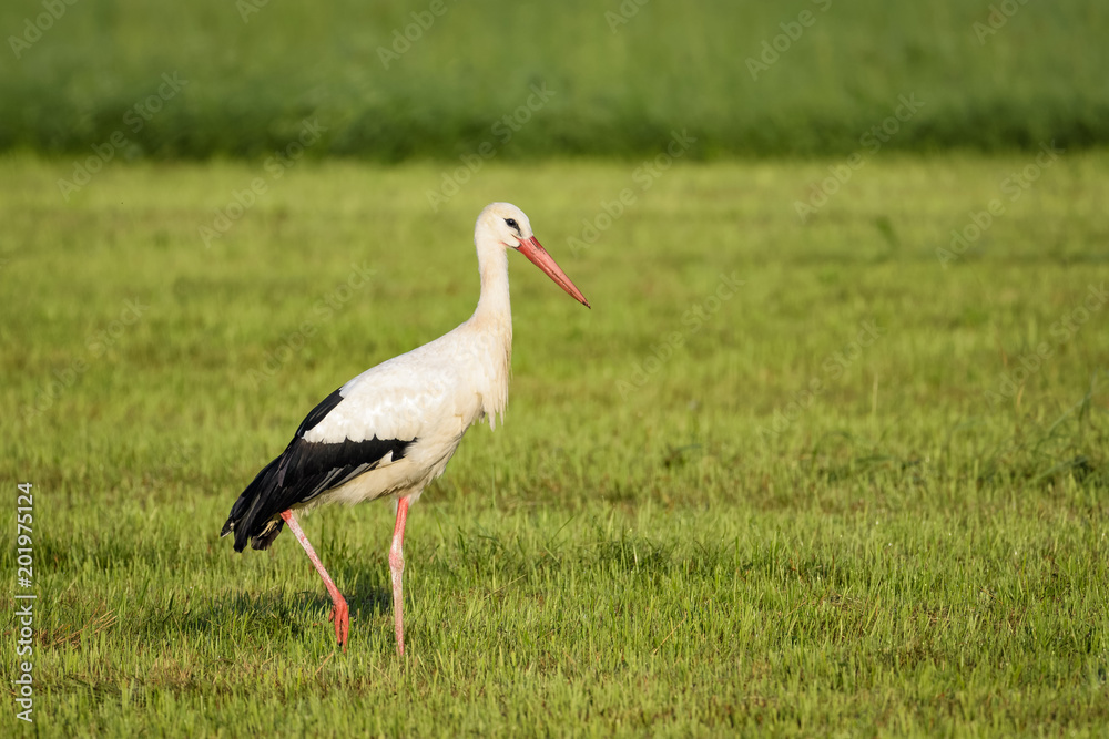 Stork looking for food in a field Stork looking for food in a field