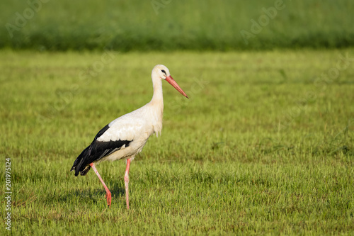 Stork looking for food in a field