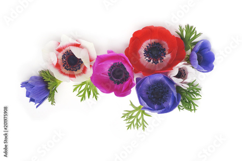 Fotografie, Obraz colorful anemones on a white background