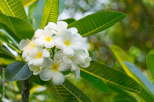 Plumeria flowers are White and Yellow are Blossoming on tree.