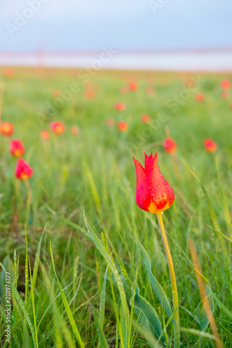 lot of red field tulips in a field with a bright green grass screensaver wallpaper