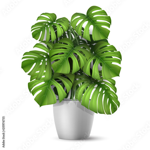 Monstera in a pot. Tropical plant for interior decor of home or office. Vector illustration in vector realistic 3d style.