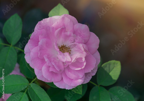 Beautiful Pink Rose flower on sunshine.