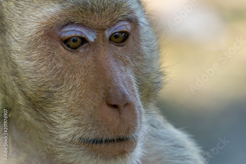 Close up of Monkey face.