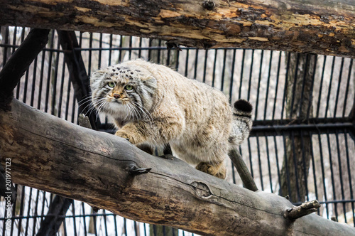 манул в зоопарке / manul in the zoo photo