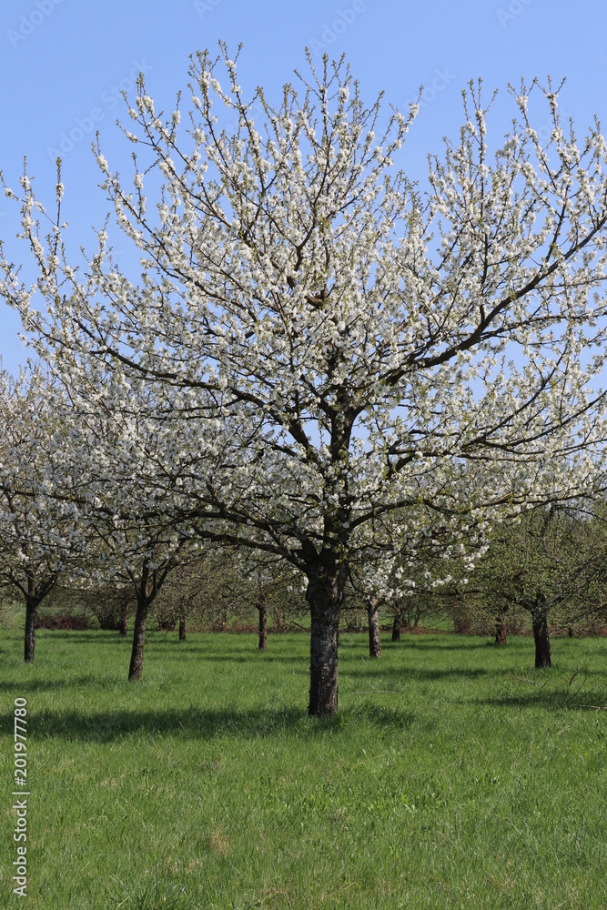 Obstbaumplantage in Franken im Frühling