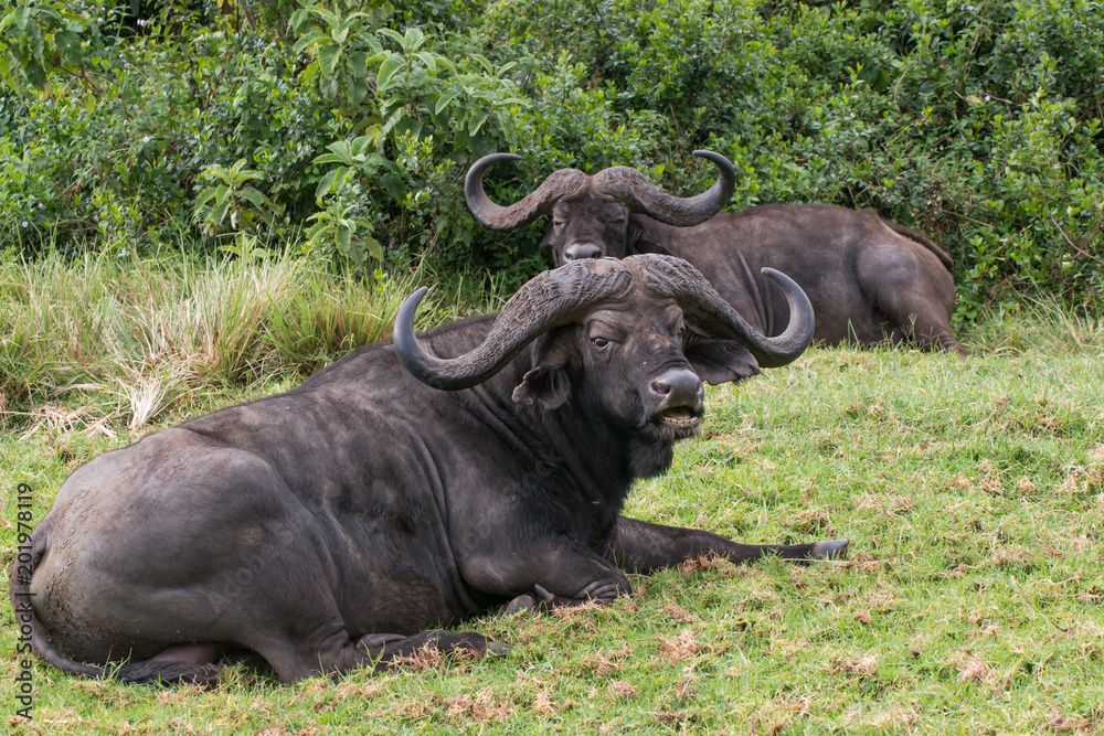 Obraz premium Cape buffalo