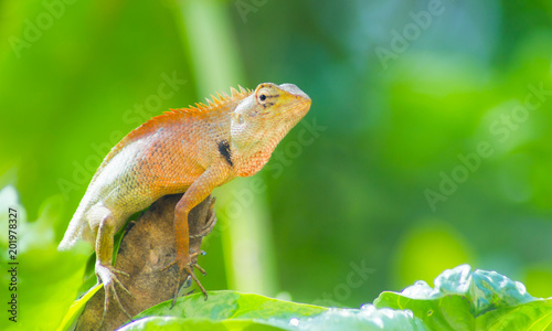 green iguana on tree  Lizard animal portrait.