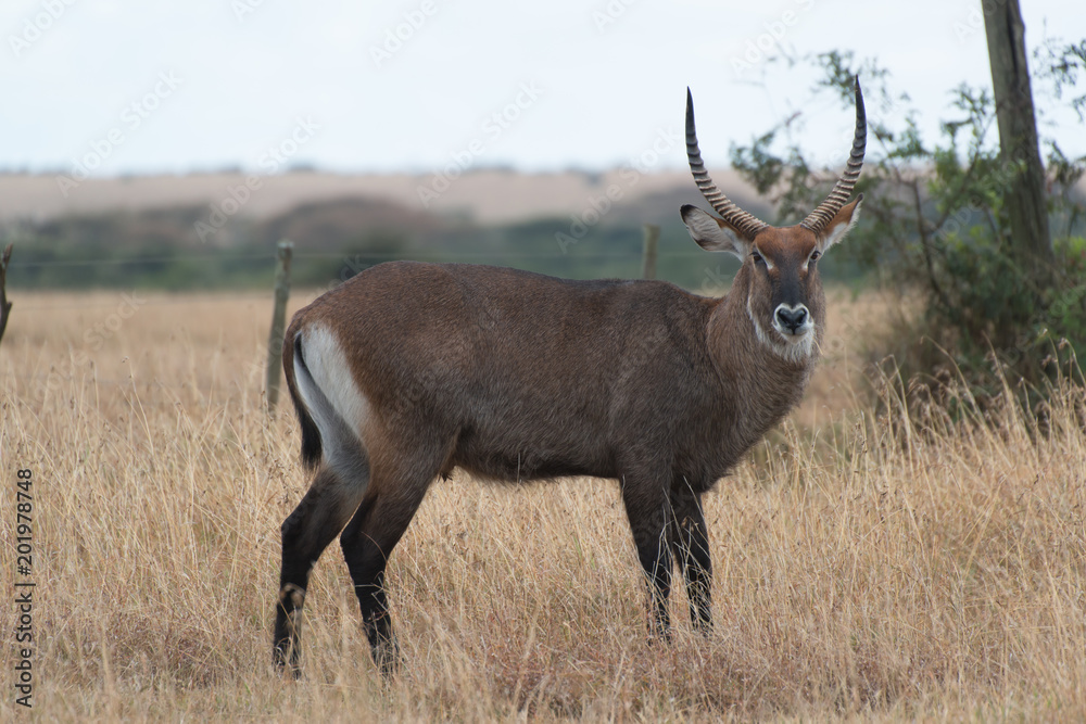 water buck water buck