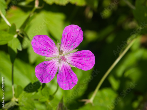 Flower of Wood cranesbill or Geranium sylvaticum with defocused background macro, selective focus, shallow DOF