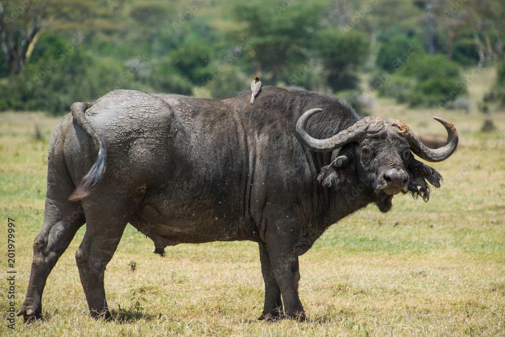 Cape buffalo Cape buffalo
