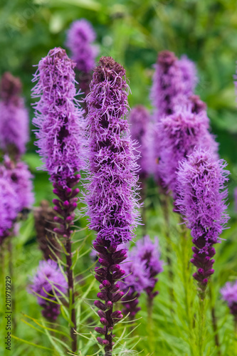 Dense blazing star or Liatris spicata blossom close-up, selective focus, shallow DOF