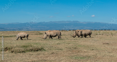 Rhino with Mount Kenya in the background