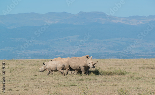 White Rhino