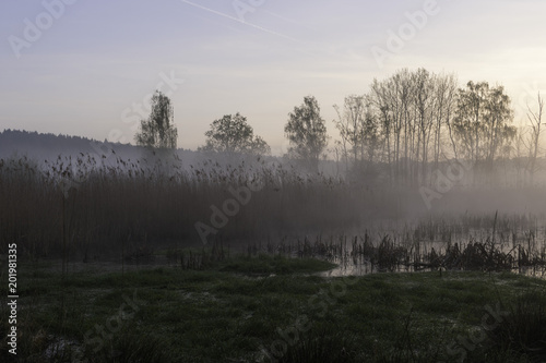 Bog Landscape in Springtime in Dawn © Elena