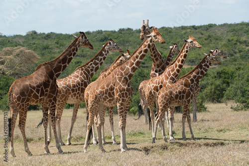Herd of Giraffe