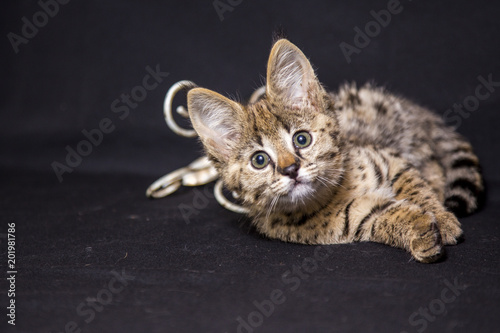 Canvas Print Spotted cat Savannah F1