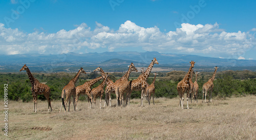 Photography Herd of Giraffe