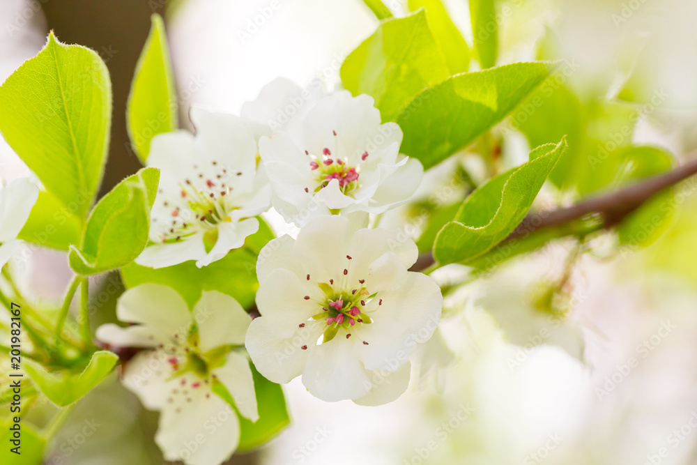 Obraz premium Cherry blossom in spring