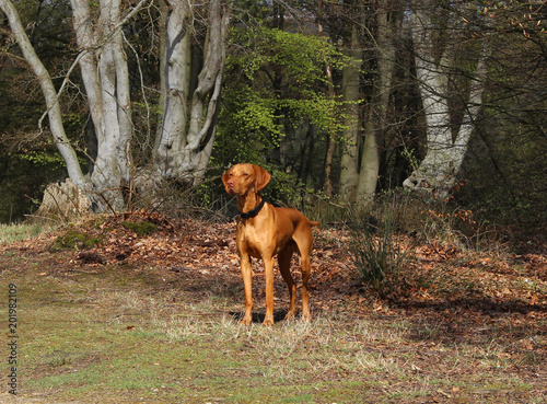 Male Hungarian Vizsla in the woods
