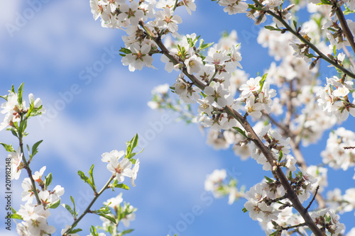 Almond tree blooms © Omega