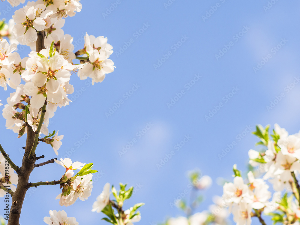 Almond tree blooms