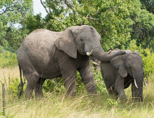 Elephant Love