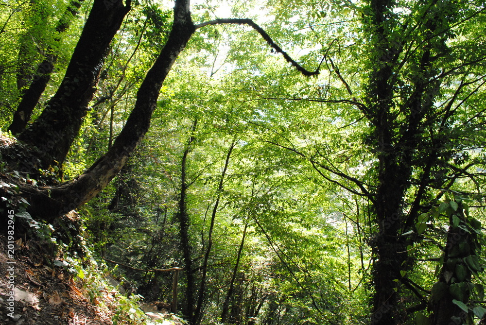 Fototapeta premium Sochi