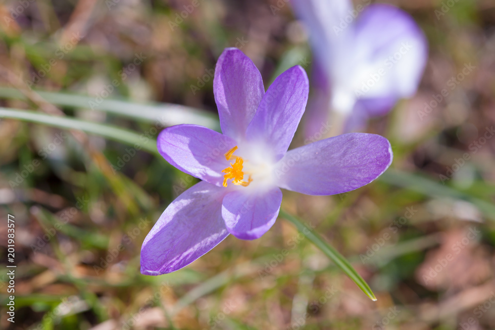 veilchen macro veilchen macro