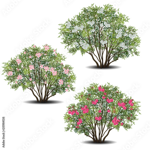 set of nerium oleander bushes with green leaves and flowers