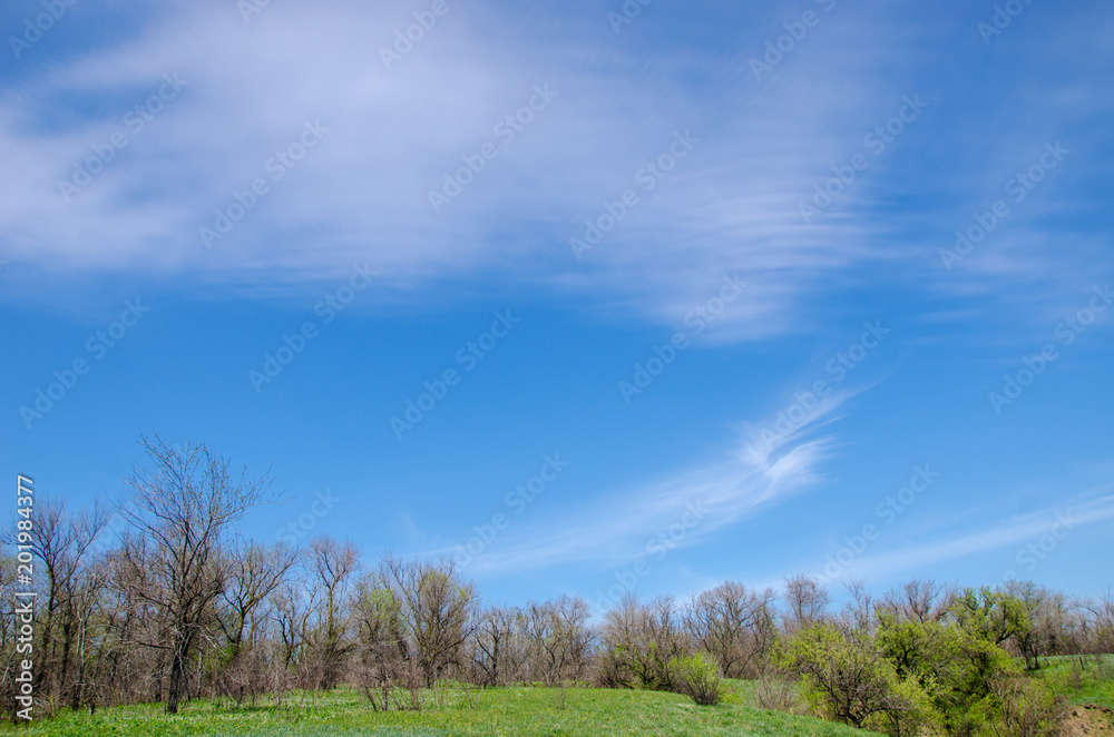beautiful cloudy sky over a forest glade