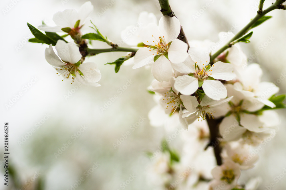 Almond tree blooms