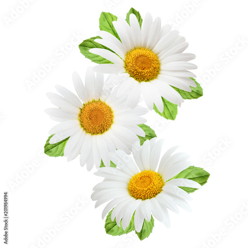 Fototapeta Naklejka Na Ścianę i Meble -  Chamomile flowers with leaves composition isolated on white background as package design element.