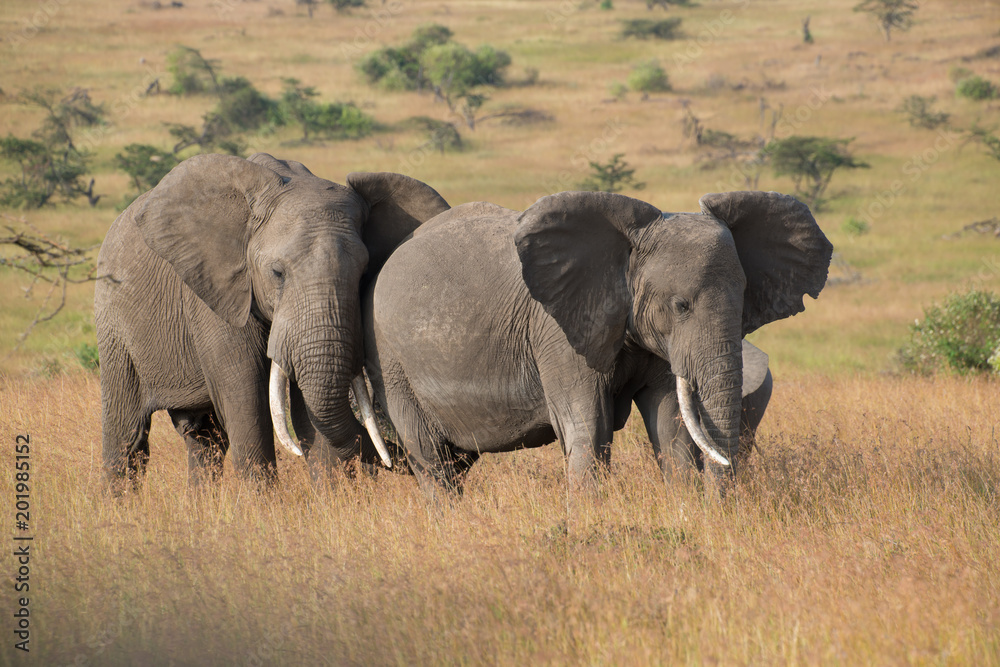 elephant elephant
